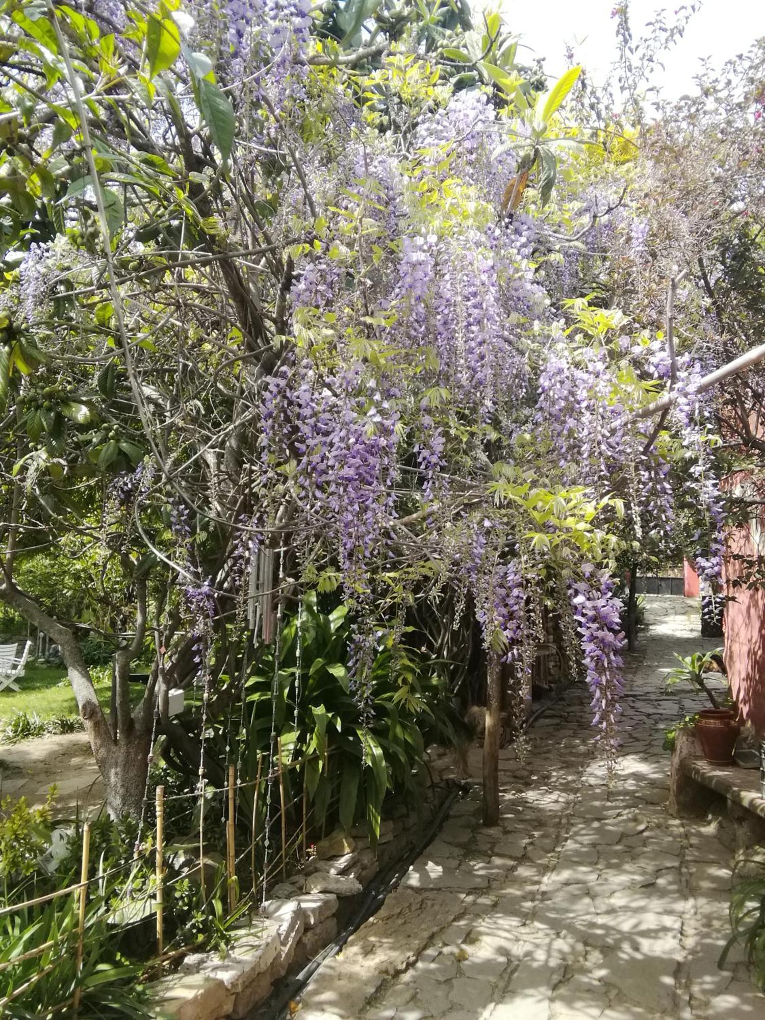 Eco Moyano Posada Gaucín エクステリア 写真